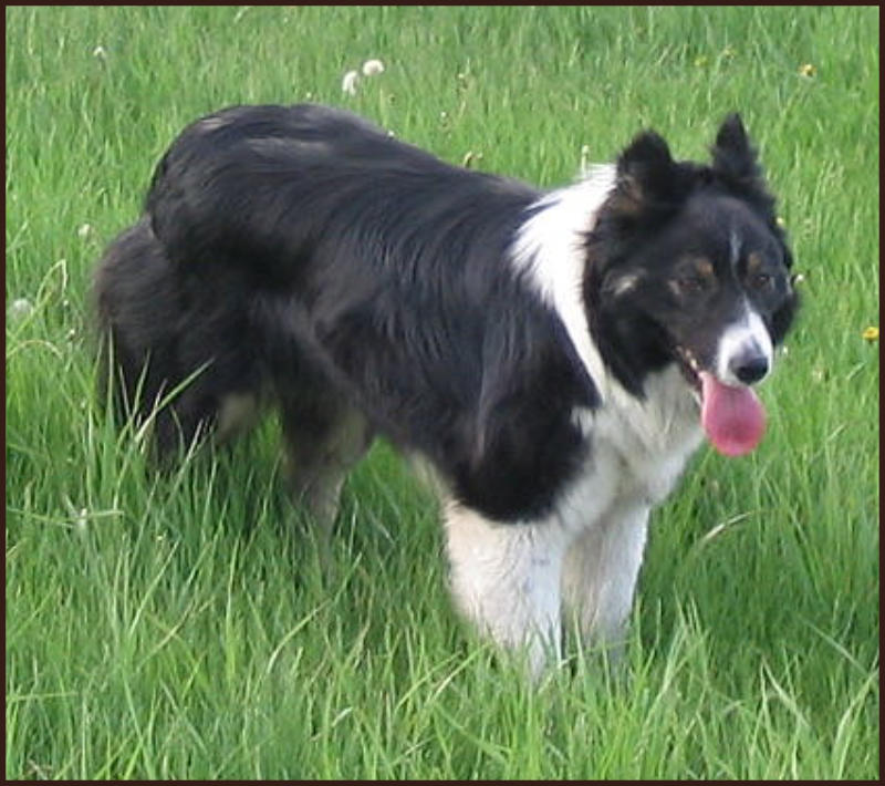 border collie black roof of mouth