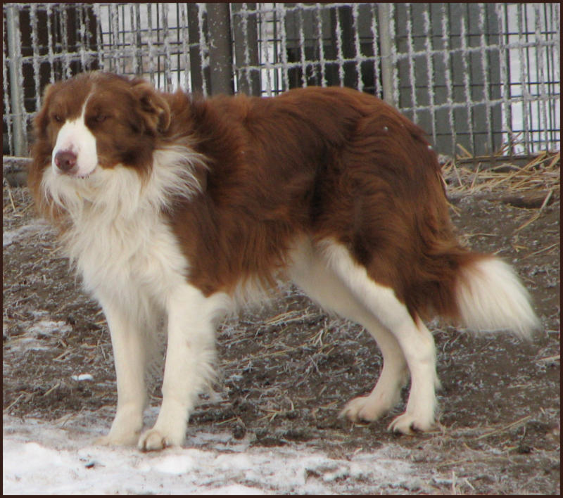 border collie black roof of mouth