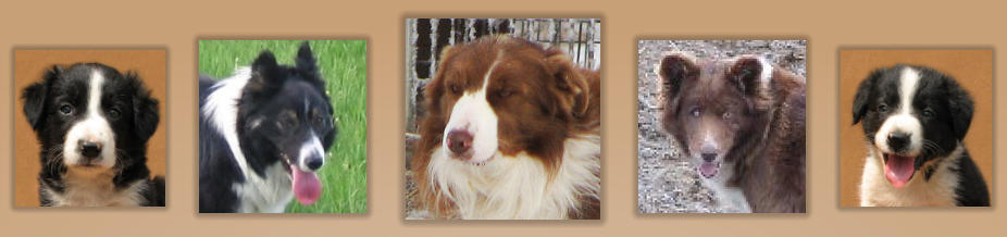 border collie black roof of mouth